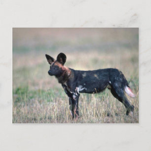 Afrikanischer Wildhund Postkarte