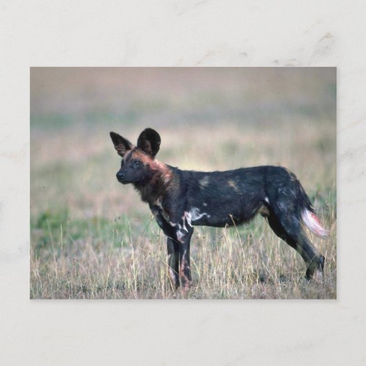 Afrikanischer Wildhund Postkarte (Vorderseite)