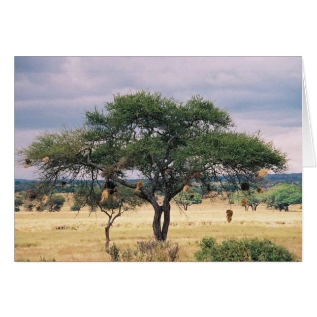 Afrikanischer Wurst-Baum (Vorderseite (Horizontal))