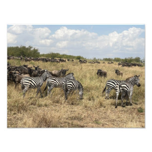 Afrikanischer Zebrafotoabzug Fotodruck