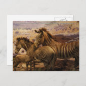 Afrikanischer Zebras Postkarte (Vorne/Hinten)