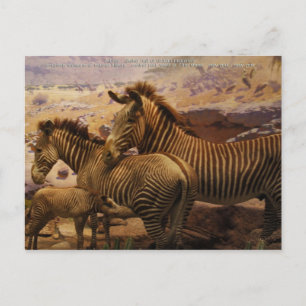 Afrikanischer Zebras Postkarte