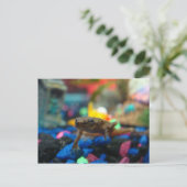 Afrikanischer Zwarf Postkarte (Stehend Vorderseite)