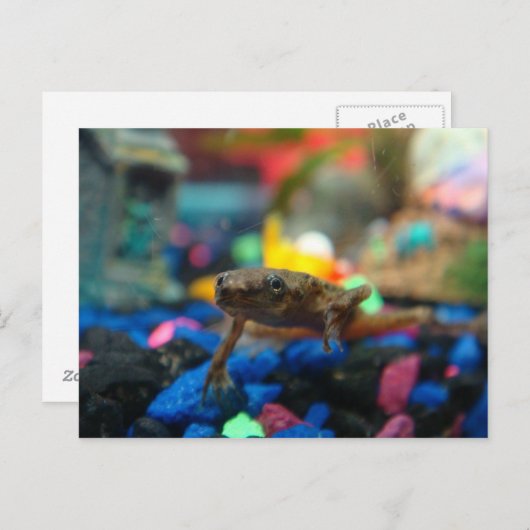 Afrikanischer Zwarf Postkarte (Vorne/Hinten)