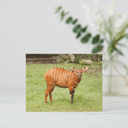 afrikanisches Bongo 1 Postkarte (Stehend Vorderseite)