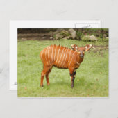 afrikanisches Bongo 1 Postkarte (Vorne/Hinten)
