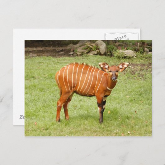 afrikanisches Bongo 1 Postkarte (Vorne/Hinten)