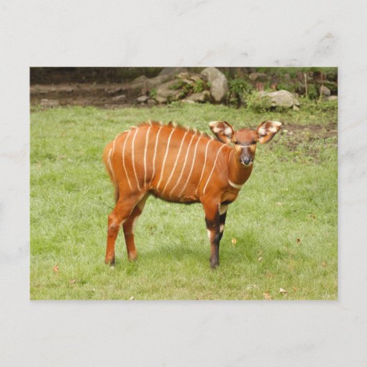 afrikanisches Bongo 1 Postkarte (Vorderseite)