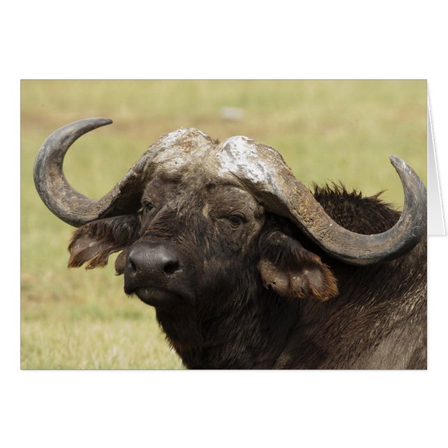 Afrikanisches Buffalo, Syncerus-Kaffeehaus (Vorderseite (Horizontal))