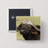 Afrikanisches Buffalo, Syncerus-Kaffeehaus Button (Vorne & Hinten)