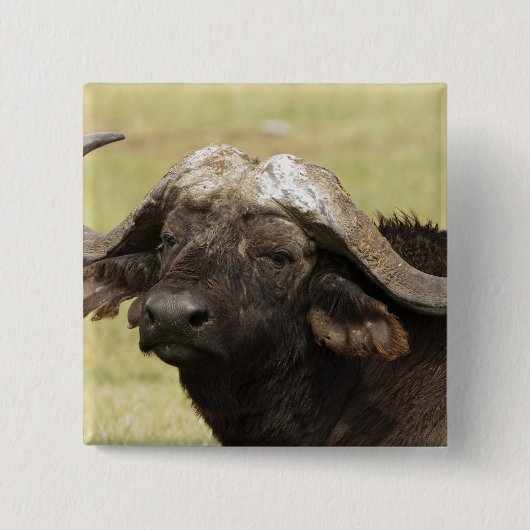 Afrikanisches Buffalo, Syncerus-Kaffeehaus Button (Vorderseite)