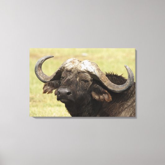 Afrikanisches Buffalo, Syncerus-Kaffeehaus Leinwanddruck (Vorderseite)