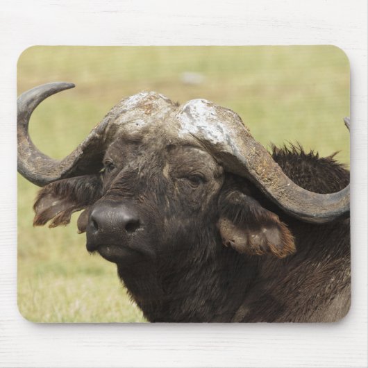 Afrikanisches Buffalo, Syncerus-Kaffeehaus Mousepad (Vorne)
