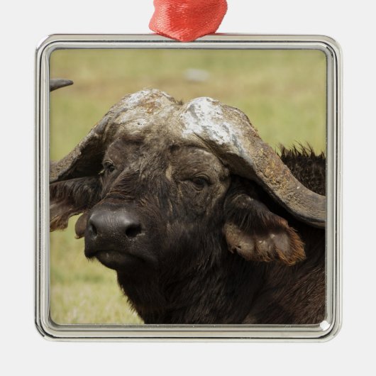 Afrikanisches Buffalo, Syncerus-Kaffeehaus Ornament Aus Metall (Vorne)