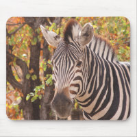Afrikanisches Burchell-Zebra mit Streifen in Busch