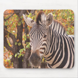 Afrikanisches Burchell-Zebra mit Streifen in Busch Mousepad
