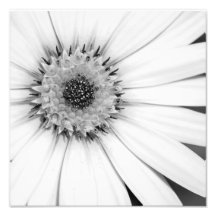 Afrikanisches Daisy-Monochrome-Foto