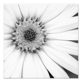 Afrikanisches Daisy-Monochrome-Foto Fotodruck