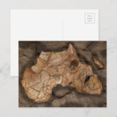 Afrikanisches Dinosaurier-Fossil Postkarte (Vorne/Hinten)