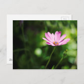 Afrikanisches Disy Postkarte (Vorne/Hinten)