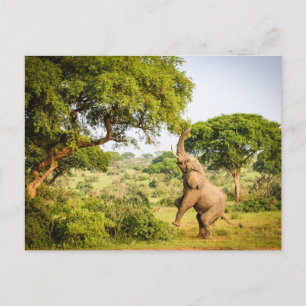 Afrikanisches Elefanten-Foto-Postkarte Postkarte