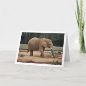 Afrikanisches Elefantenportrait Karte (Vorderseite)
