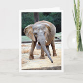 Afrikanisches Elefantenportrait Karte (Vorderseite)