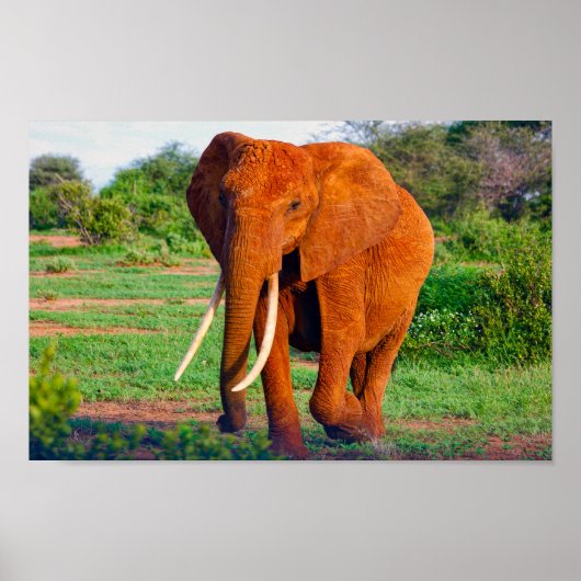 Afrikanisches Elephant Wildlife Foto Poster (Vorne)