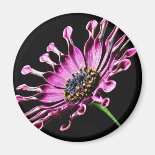 Afrikanisches Gänseblümchen-Blume Magnet