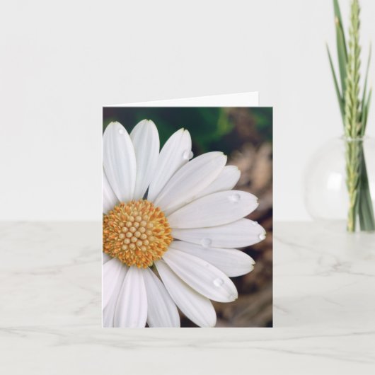 Afrikanisches Gänseblümchen Notecard Karte (Vorderseite)