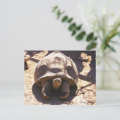 Afrikanisches geflecktes Tortoise Postkarte (Stehend Vorderseite)