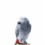 Afrikanisches Grau Fotoskulptur Ornament<br><div class="desc">African Grey ornament for parrot lovers. Great stocking stuffer or tie on gift package with colorful ribbon.</div>