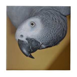 Afrikanisches Grau-Papagei des Kongos hallo Fliese