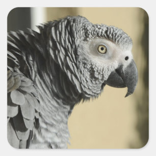 Afrikanisches Grau-Papagei des Kongos mit Quadratischer Aufkleber