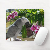 Afrikanisches Grau-Papagei mit Orchideen Mousepad (Mit Mouse)