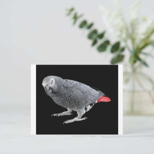 "Afrikanisches Grau" Postkarte (Stehend Vorderseite)