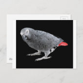 "Afrikanisches Grau" Postkarte (Vorne/Hinten)