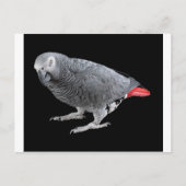 "Afrikanisches Grau" Postkarte (Vorderseite)