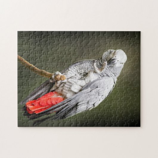 Afrikanisches Grau Puzzle (Horizontal)