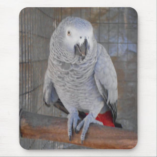 Afrikanisches Grau "Rudy " Mousepad