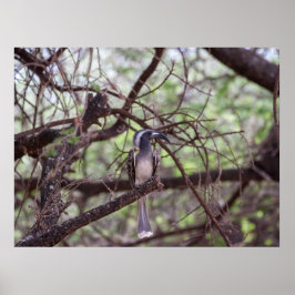 Afrikanisches Hornbill in den Zweigen Poster