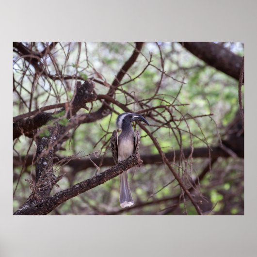 Afrikanisches Hornbill in den Zweigen Poster (Vorne)