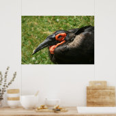 Afrikanisches Hornbill-Poster Poster (Küche)