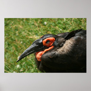 Afrikanisches Hornbill-Poster Poster