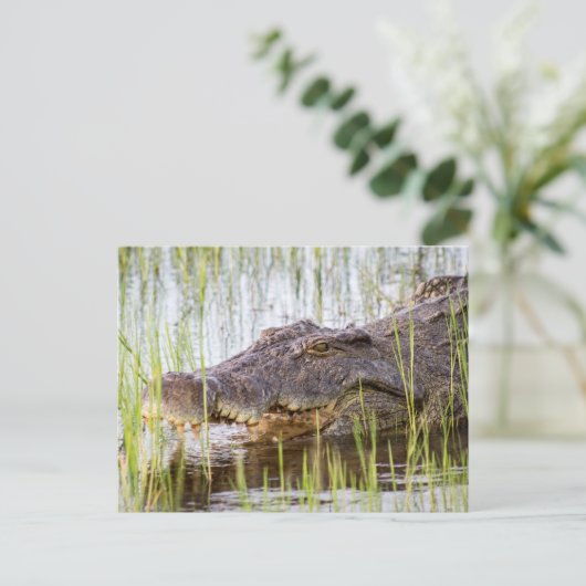 Afrikanisches Krokodil Postkarte (Stehend Vorderseite)