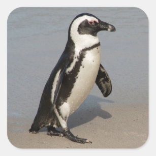 Afrikanisches Pinguin-Gehen Quadratischer Aufkleber