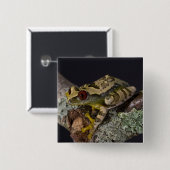 Afrikanisches Rotes Auge Treefrog, Leptopelis Button (Vorne & Hinten)