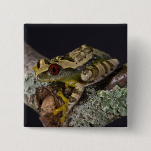 Afrikanisches Rotes Auge Treefrog, Leptopelis Button