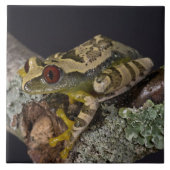 Afrikanisches Rotes Auge Treefrog, Leptopelis Fliese (Vorderseite)