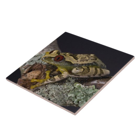 Afrikanisches Rotes Auge Treefrog, Leptopelis Fliese (Seite)